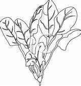 Leafy Clipartix Clipground sketch template