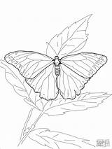 Butterfly Coloring Morpho Blue Coloringbay sketch template