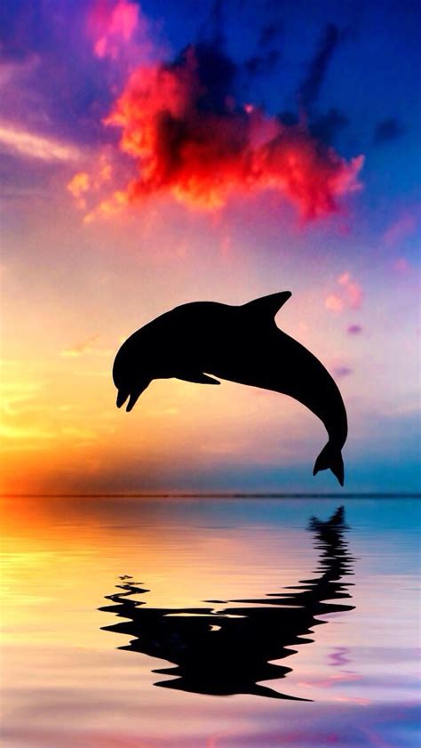 pretty background pretty dolphin sunset ocean creatures