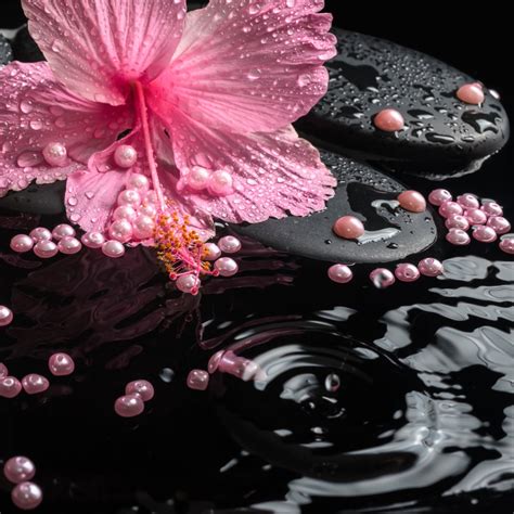 hibiscus zen spa talkn body