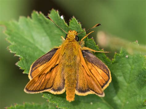 brauner dickkopffalter foto bild natur insekten wildlife bilder