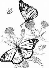 Coloring Butterfly Pages Outline Choose Board Purple Purplekittyyarns sketch template