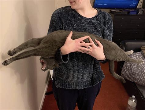 innocent cat stretched to death peoplefuckingdying