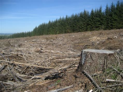 uk indymedia clear felling  resume  mainshill wood