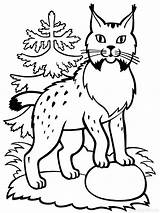 Lynx Coloring Pages Color Printable Animal Getcolorings Getdrawings sketch template