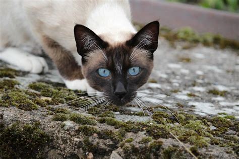 hypoallergenic cats breeds russian blue