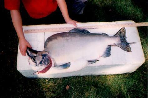 world record salmon atlantic coho king chum  sockeye