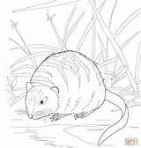 Coloring Pages Muskrat River Bank Printable Drawing sketch template