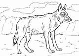 Coyote Koyot sketch template