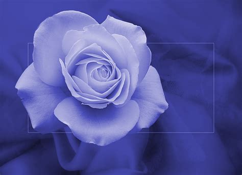 blaue blume der romantik foto bild aesthetik der sichtbarkeit