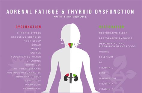 adrenal fatigue and thyroid dysfunction the new epidemic