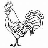 Rooster Vector Drawing Gallos Chicken Draw Fight Coloring Outline Cock Drawings Sketch Illustration Finos Clipart Hand Painting Cartoon Drawn Roosters sketch template