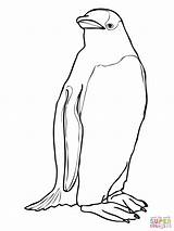 Pinguin Penguins Mewarnai Adelie Gentoo Sketsa Burung Marimewarnai Designlooter Recommended sketch template