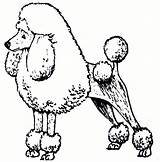 Poodle Coloring Pages Dog Clipart Cartoon Poodles Draw Drawing Standard Printable Cliparts Skirt Drawn Colouring Size Clip Print Template Realistic sketch template