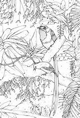 Colouring Paradise Birds Book Kerry sketch template
