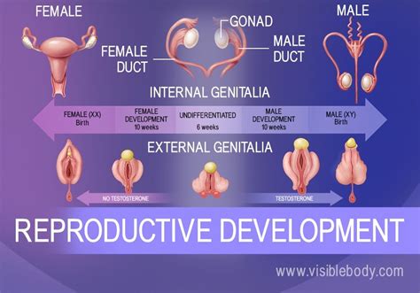 Reproductive Process