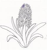 Hyacinth Hyazinthe sketch template
