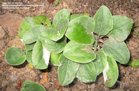 plantfiles pictures plantain leaf pussytoes woman s tobacco antennaria plantaginifolia by rvwe