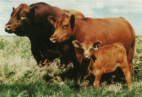 history  red angus chiefline red angus