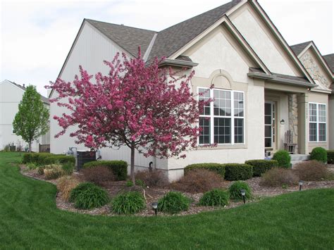 dwarf crabapple trees    early bloomer  dwarf varieties dont    control