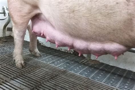 nursing capacity  sows pig progress