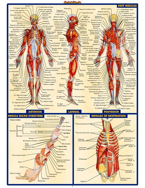 human anatomy  human anatomy human anatomy systems human body anatomy