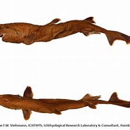 Afbeeldingsresultaten voor "euprotomicroides Zantedeschia". Grootte: 185 x 185. Bron: shark-references.com
