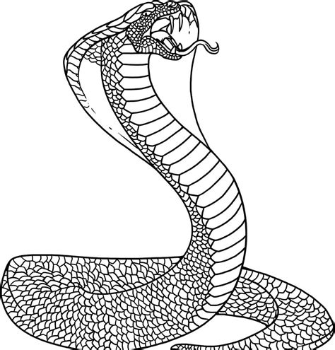 printable snake coloring pages  kids animal place