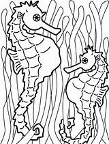 Seaweed Coloring Seahorse Pages Food Two Onto Colouring Hang Catch Fish Outline Kelp Templates Color Cliparts Draw Painting Printable Seahorses sketch template