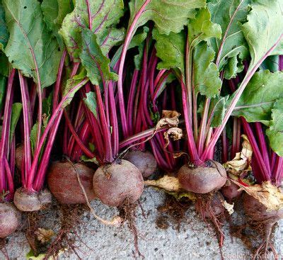 grow beets  didnt work  year