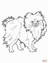 Pomeranian Puppy sketch template