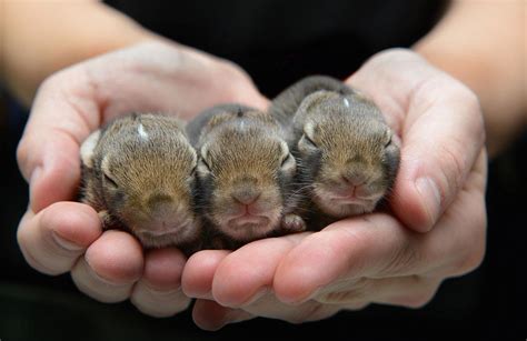 traer scotts wild babies   heartwarming   baby animals