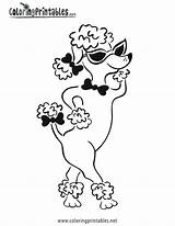 Coloring Poodle Designlooter Sheet sketch template