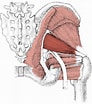 Afbeeldingsresultaten voor Musculus Piriformis. Grootte: 92 x 104. Bron: lifeafterpain.com