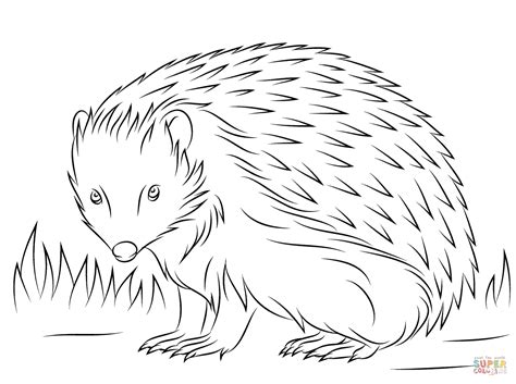 cute european hedgehog coloring page  printable coloring pages