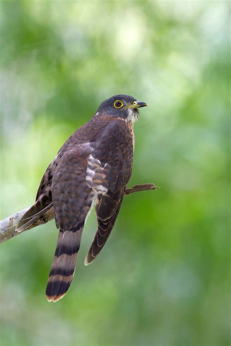 cuckoo chris hill wildlife photography
