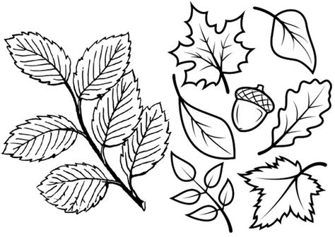 leaves coloring pages  create botanical art coloring pages