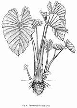 Alocasia Taro Drawing Leaf Illustration Plant Plants Paintingvalley Macrorrhiza sketch template