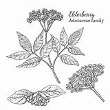 Holunder Elderberry Sambuco Elderflower Sureau Schizzo Inchiostro Bacca Disegnato Gattung Skizze Grafiken Elderflowers Elderberries Tige Feuille Illustrationen Vektorgrafiken Ansehen ähnliche sketch template