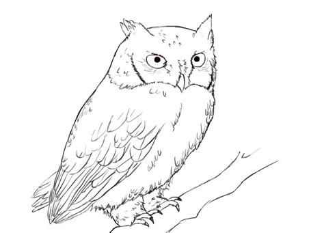 draw owls step  step cartoon owl   draw cute owls   draw