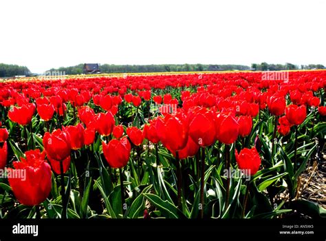 tulips tulip field fields flowers  keukenhof leiden haarlem  amsterdam netherlands