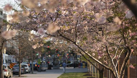 cherry blossom walk photograph  lisa missenda fine art america