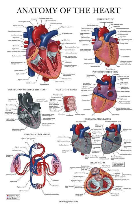 buy palace learning heart anatomy laminated anatomical chart
