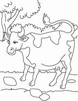 Cow Coloring Milk Kids Resource Pages Printable Bestcoloringpages sketch template