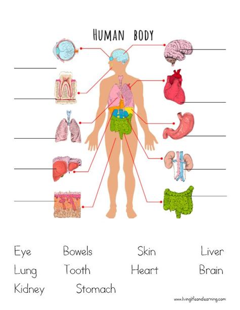 human body systems  kids human body systems worksheets  kids