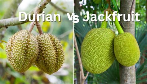 durian  jackfruit similarities differences explained rennie orchards