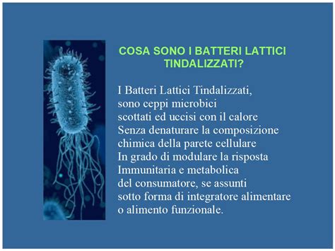 batteri lattici tindalizzati alimentazione  nutraceutica