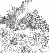 Coloring Sunflower Pages Printable Kids Print sketch template