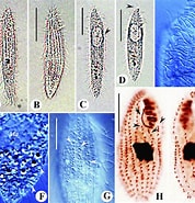 Image result for "protocruzia Pigerrima". Size: 178 x 185. Source: www.researchgate.net