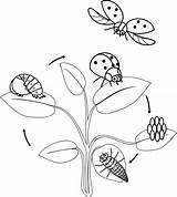 Ciclo Coccinella Ladybug Cycle Levenscyclus Opeenvolgende Fasen Ontwikkeling Uovo Fasi Coloritura Sviluppo Insetto Vita Volwassen sketch template